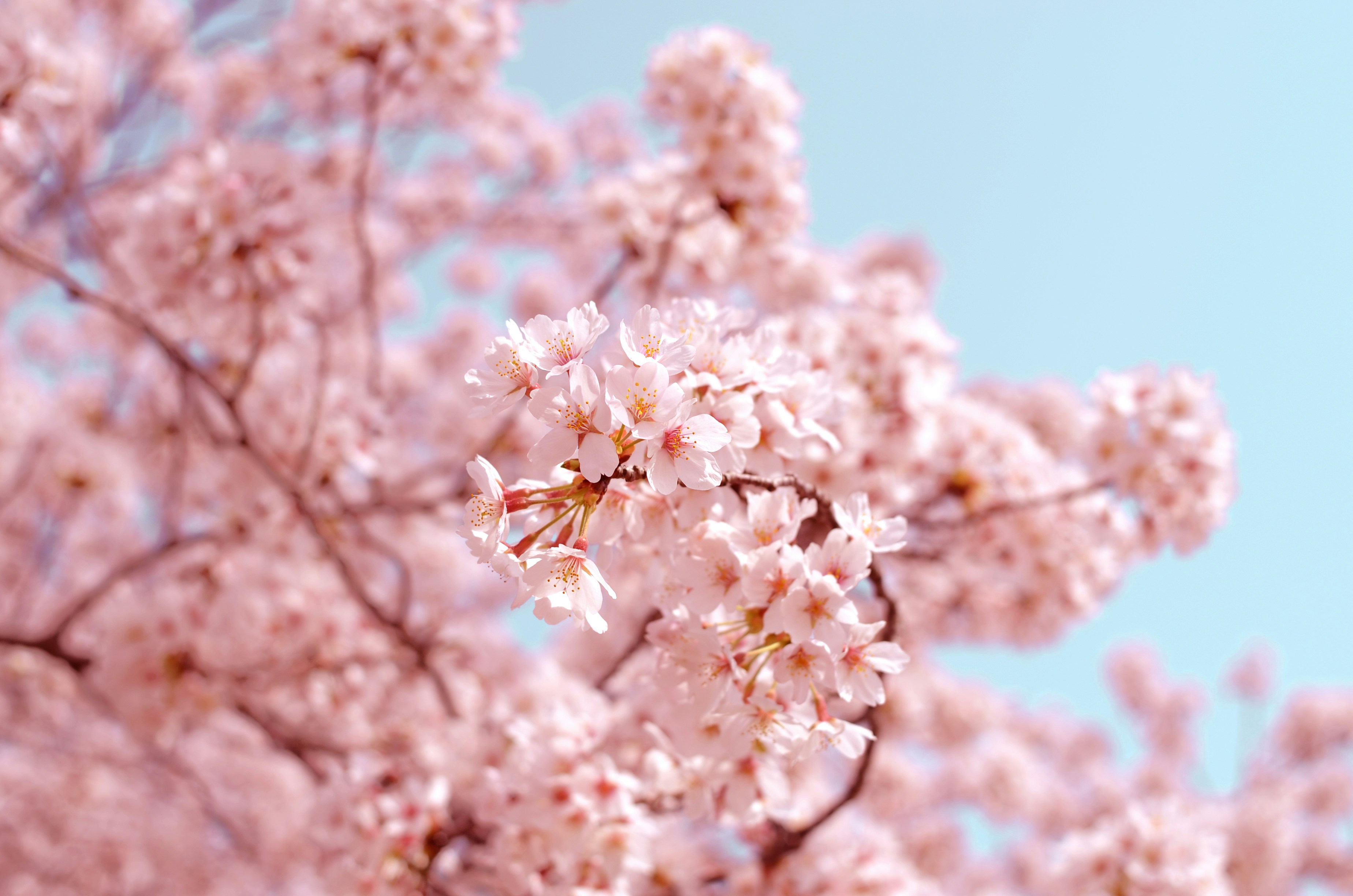 【2026年】桜の開花予想と見頃カレンダー｜全国エリア別まとめのアイキャッチ画像