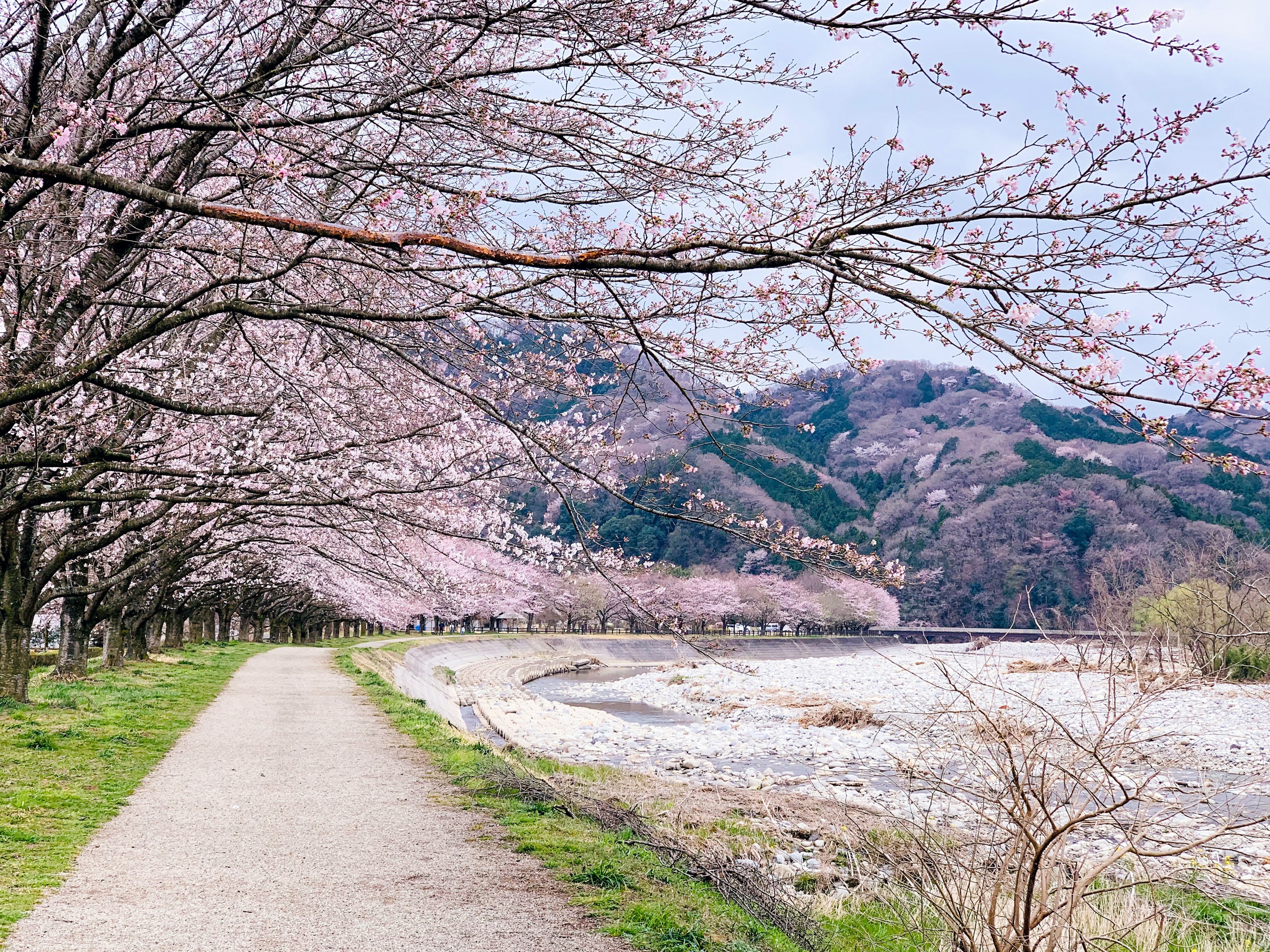 桜だけじゃない！春に楽しめる花と緑地スポット｜ネモフィラ・チューリップ・芝桜【2026年版】のアイキャッチ画像