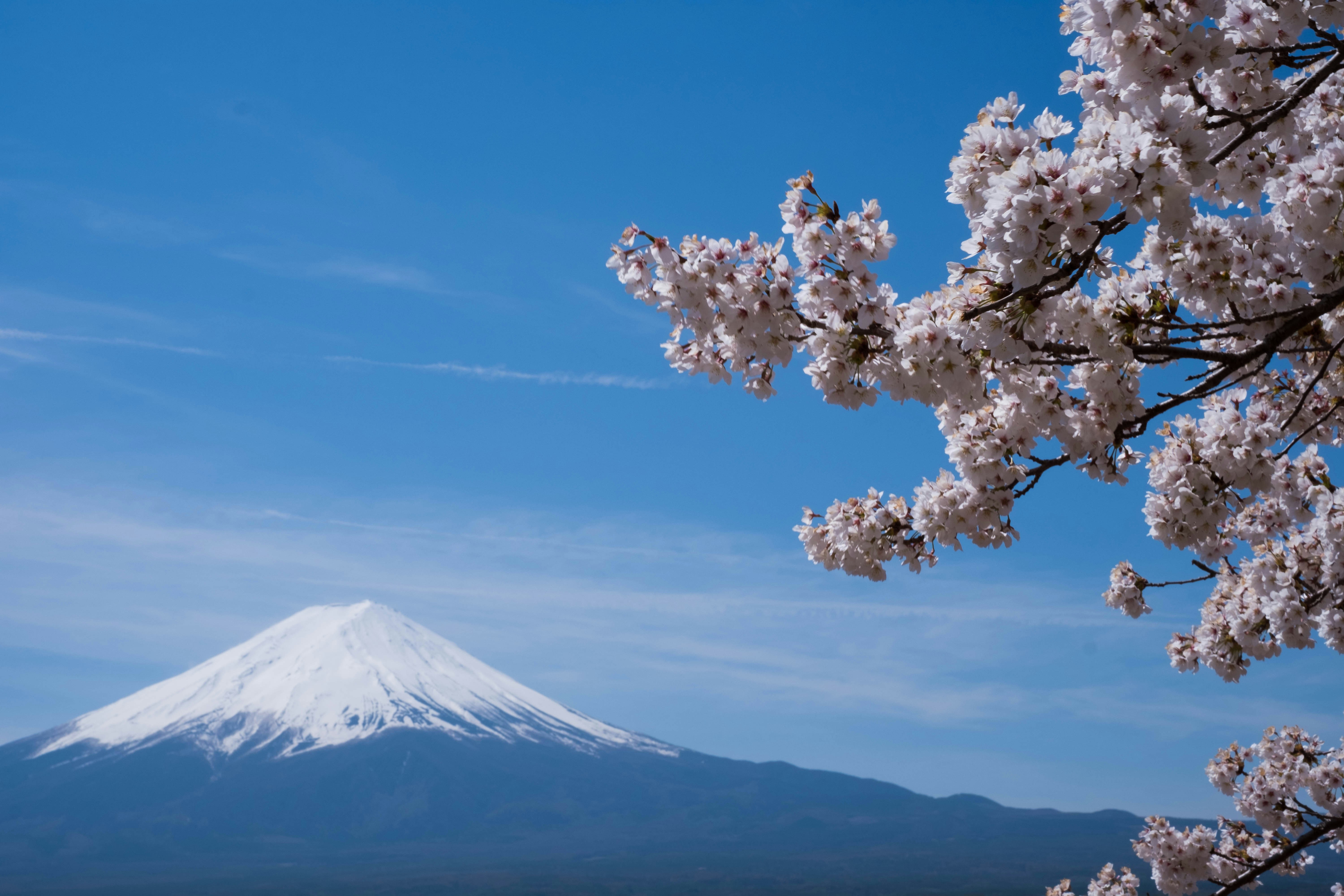 子連れ・ペットOKの花見スポットの探し方|公園選びのチェックポイント【2026年版】のアイキャッチ画像