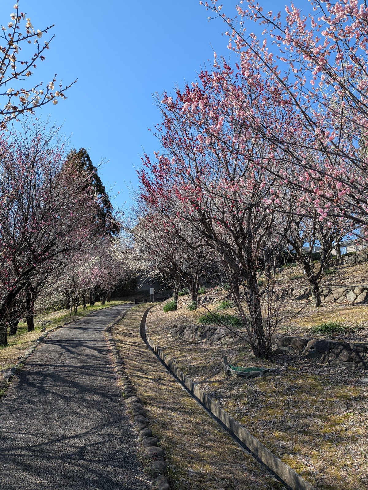 創造の森の画像1