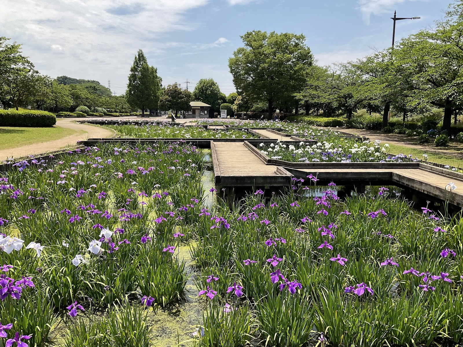 せせらぎ菖蒲園の画像