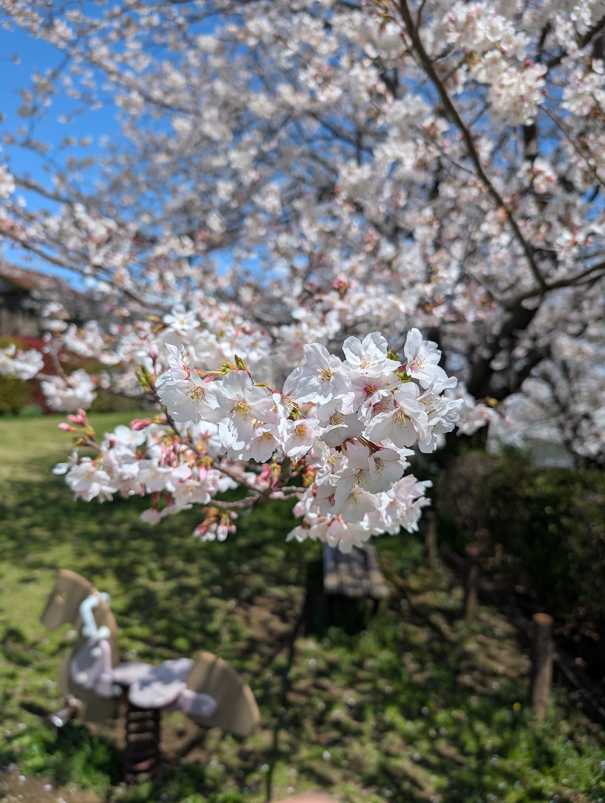 朝日ケ丘太陽の丘公園の画像