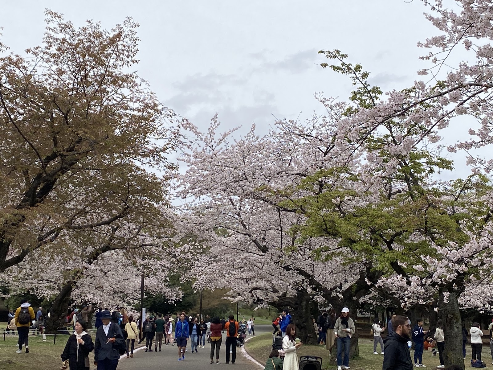 代々木公園 桜の園の画像1