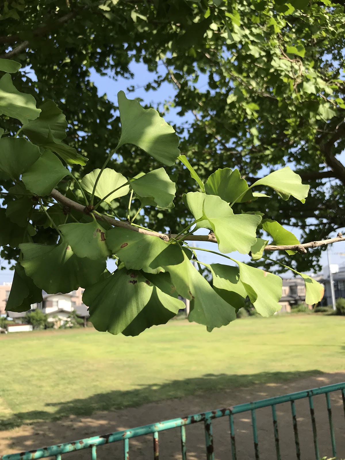 畑台公園の画像