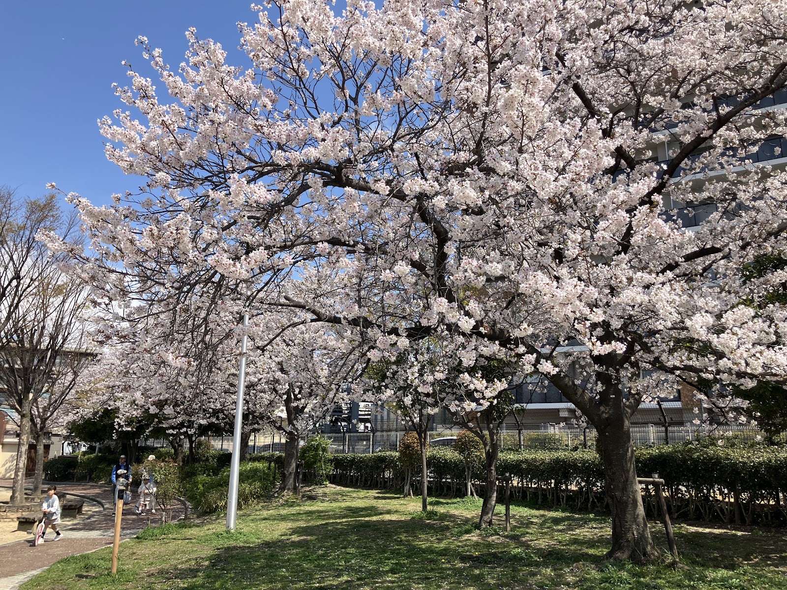 出口ふれあい公園の画像