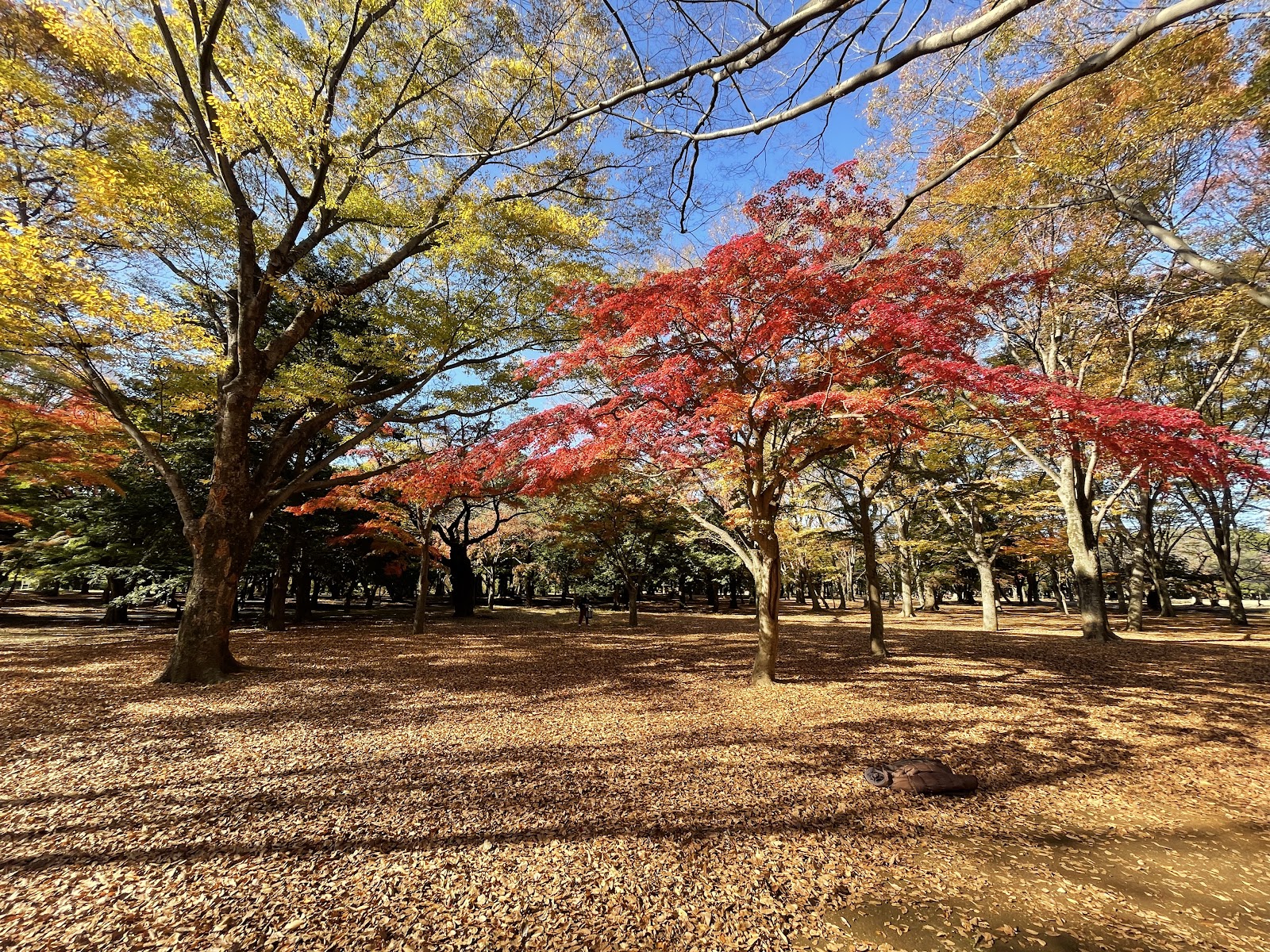 代々木公園 丘の広場の画像1