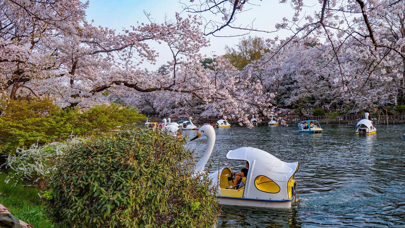 井の頭公園 野外ステージの画像1