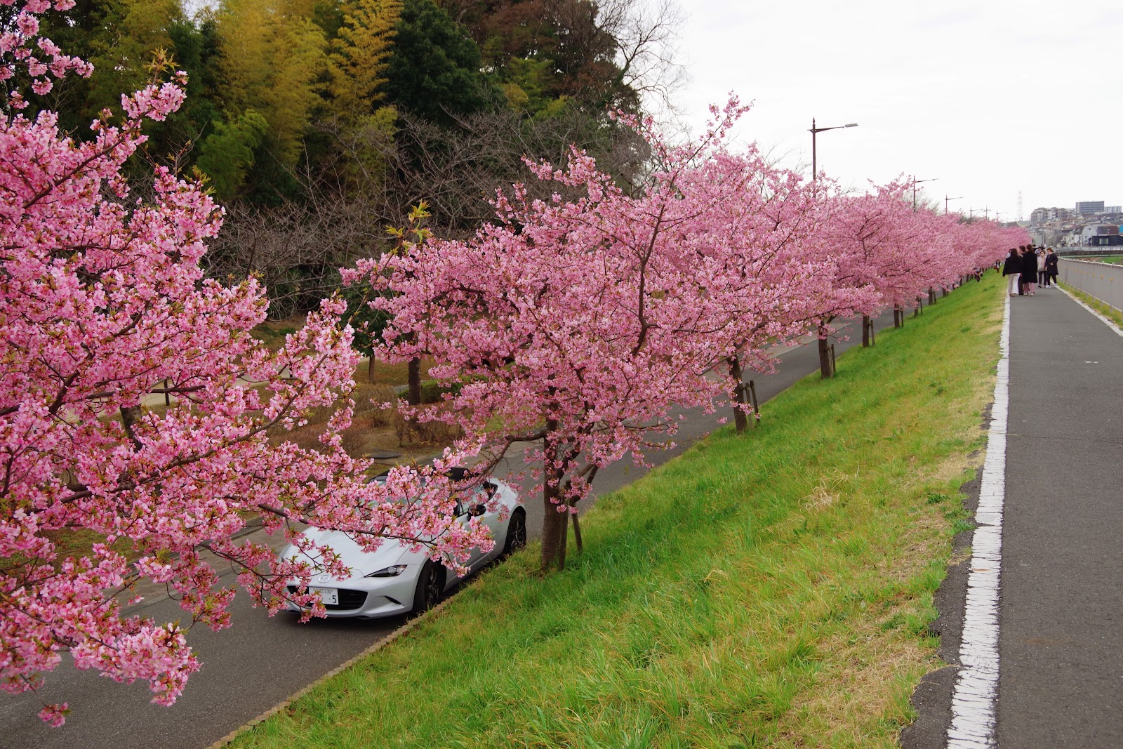 山崎公園 河津桜並木の画像